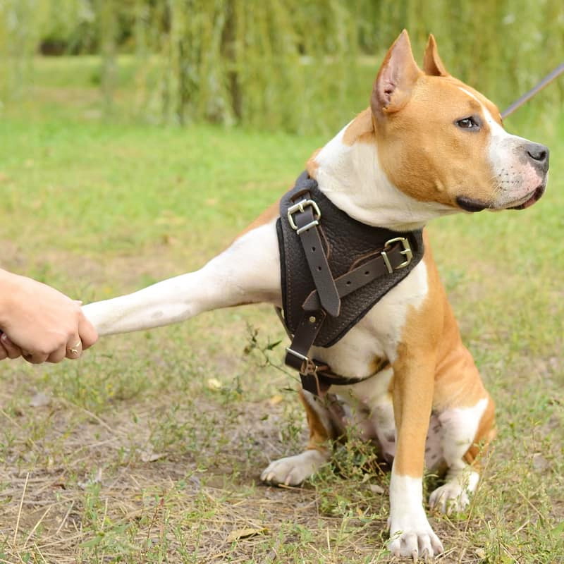 Шлейка из коричневой кожи для амстаффа «Working Dog»
